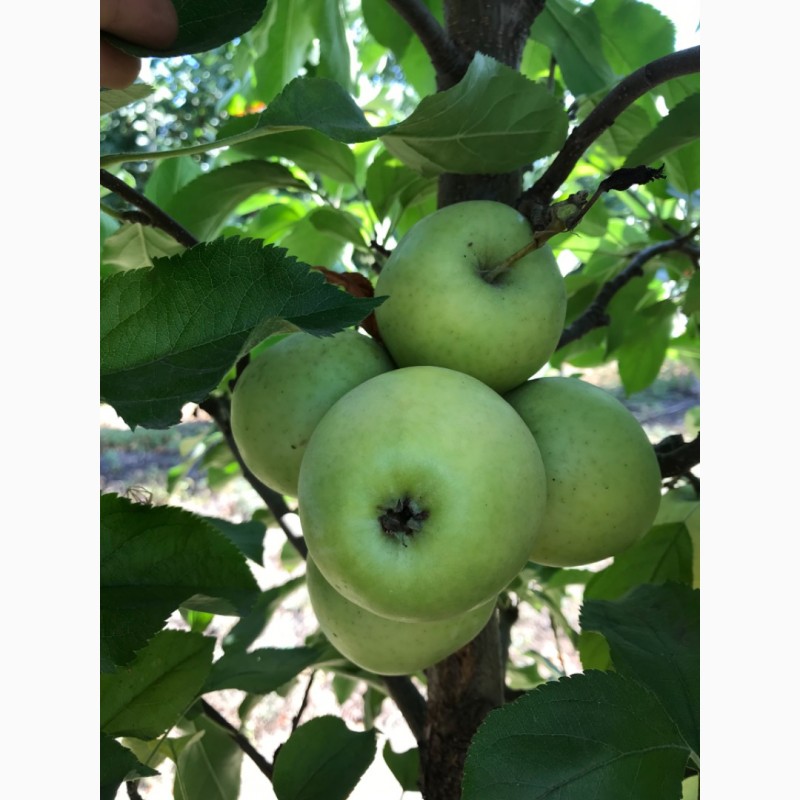 Фото 2. Яблука Газовані.Без дефектів