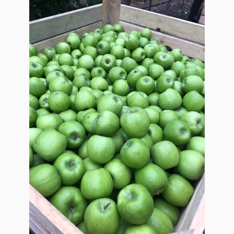 Фото 6. Яблука Газовані.Без дефектів
