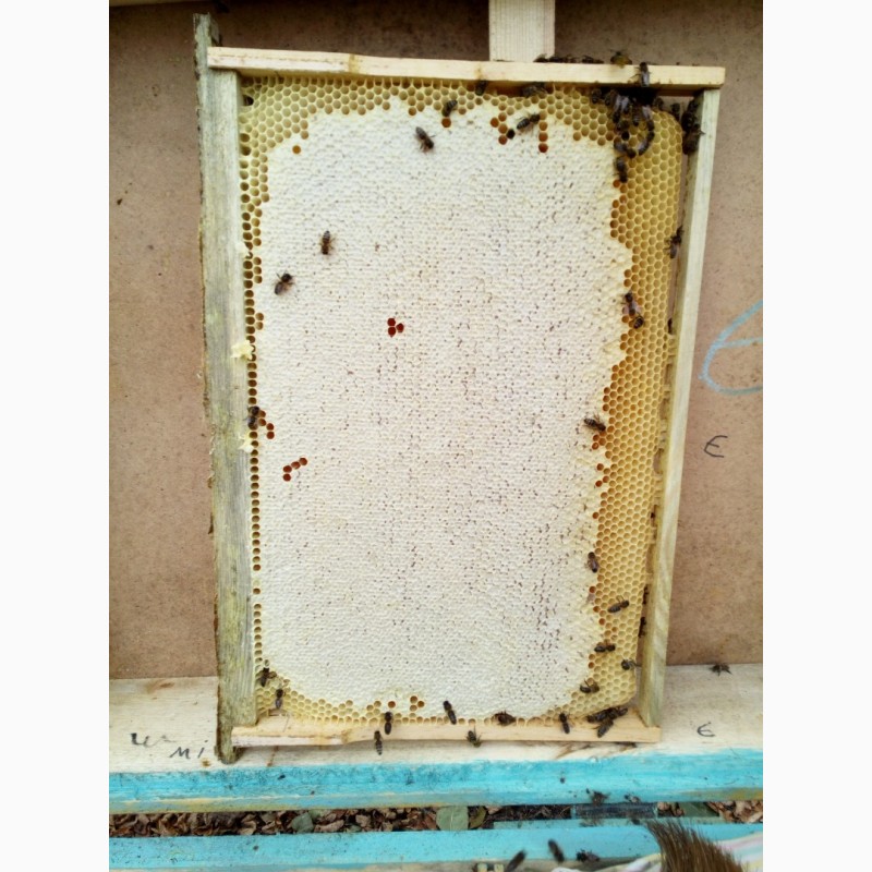 Фото 2. Продам бджолосімї, бджолопакети НЕДОРОГО