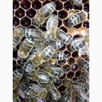 Продам бджолосімї, бджолопакети НЕДОРОГО