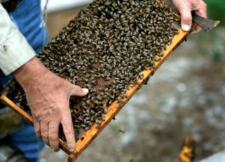 Фото 2. Продам пчёлы