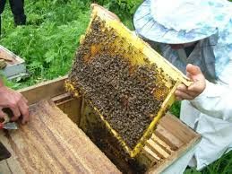 Фото 3. Продам пчёлы