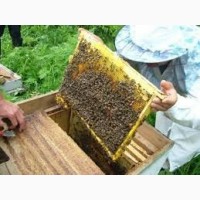 Продам пчёлы