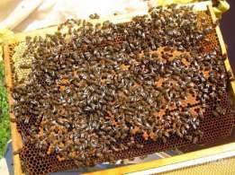 Фото 4. Продам пчёлы