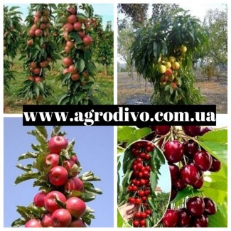 Новые сорта плодовых деревьев и кустарников в питомнике Агродиво
