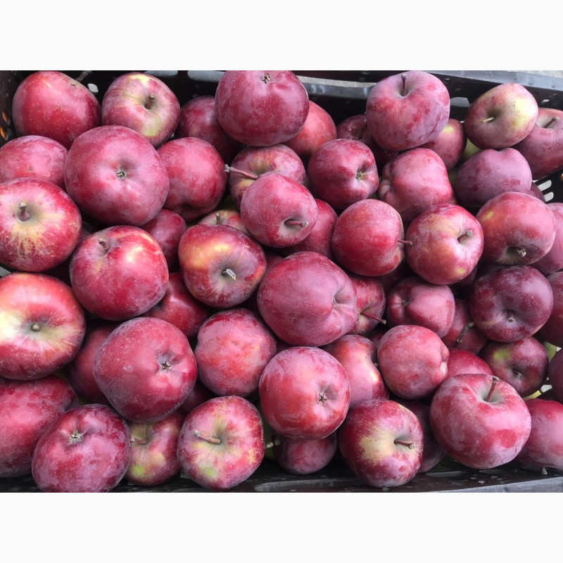 Фото 2. Продам яблоки, урожай 2020г