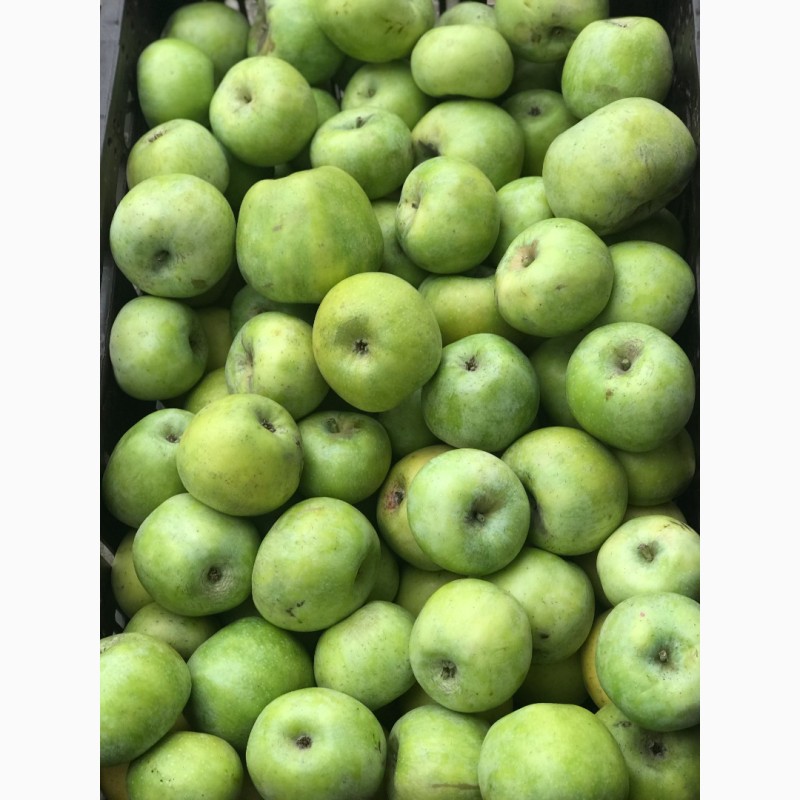 Фото 3. Продам яблоки, урожай 2020г