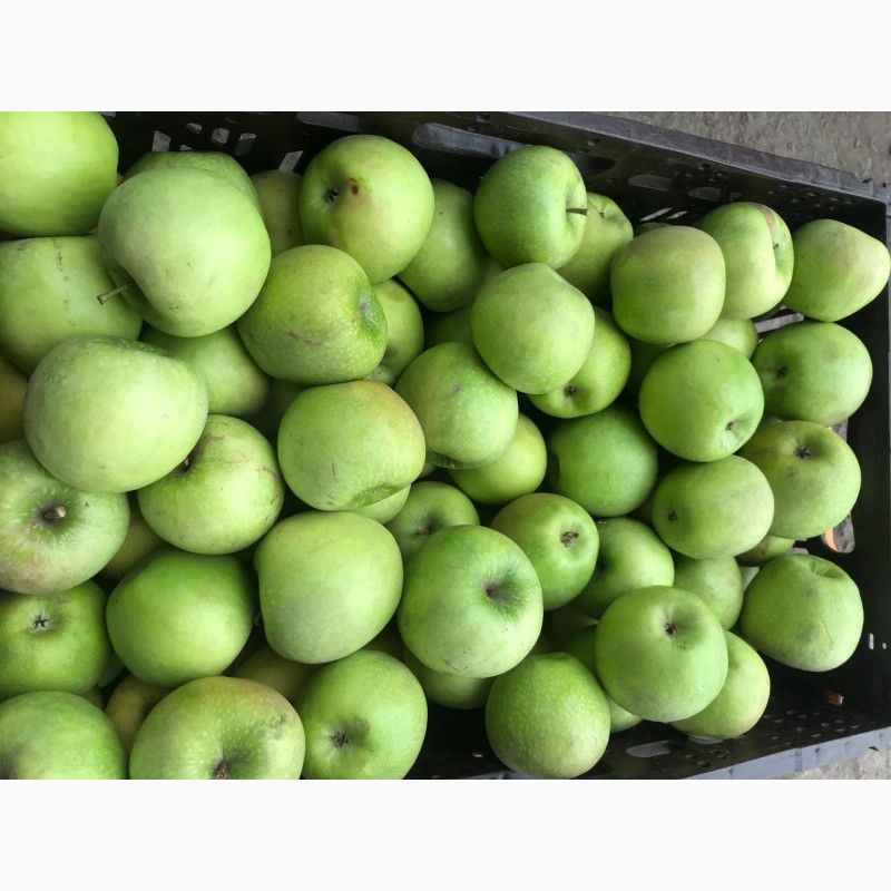 Фото 4. Продам яблоки, урожай 2020г