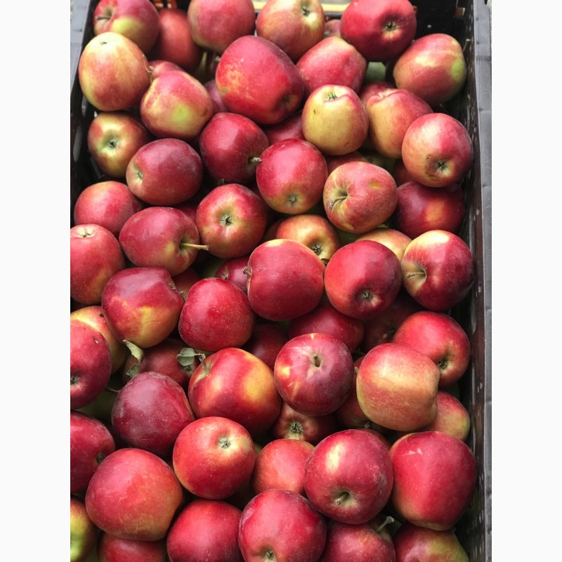 Фото 5. Продам яблоки, урожай 2020г