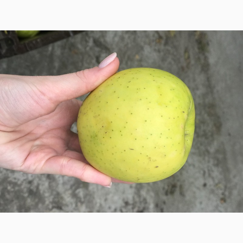 Фото 6. Продам яблоки, урожай 2020г