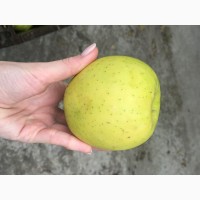 Продам яблоки, урожай 2020г