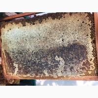 Продам якісний гречаний мед з різнотрав‘ям