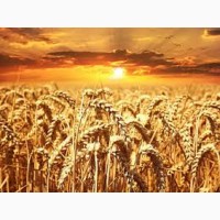 Семена озимой пшеницы МЕМОРИ Германия