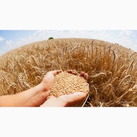 Купуємо пшеницю 2-3 по валютному контракту DAP
