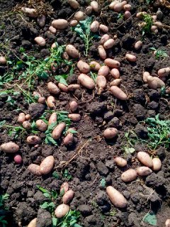 Фото 2. Продам ВІДБІРНУ картоплю Тірас