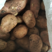 Фото 4. Продам ВІДБІРНУ картоплю Тірас