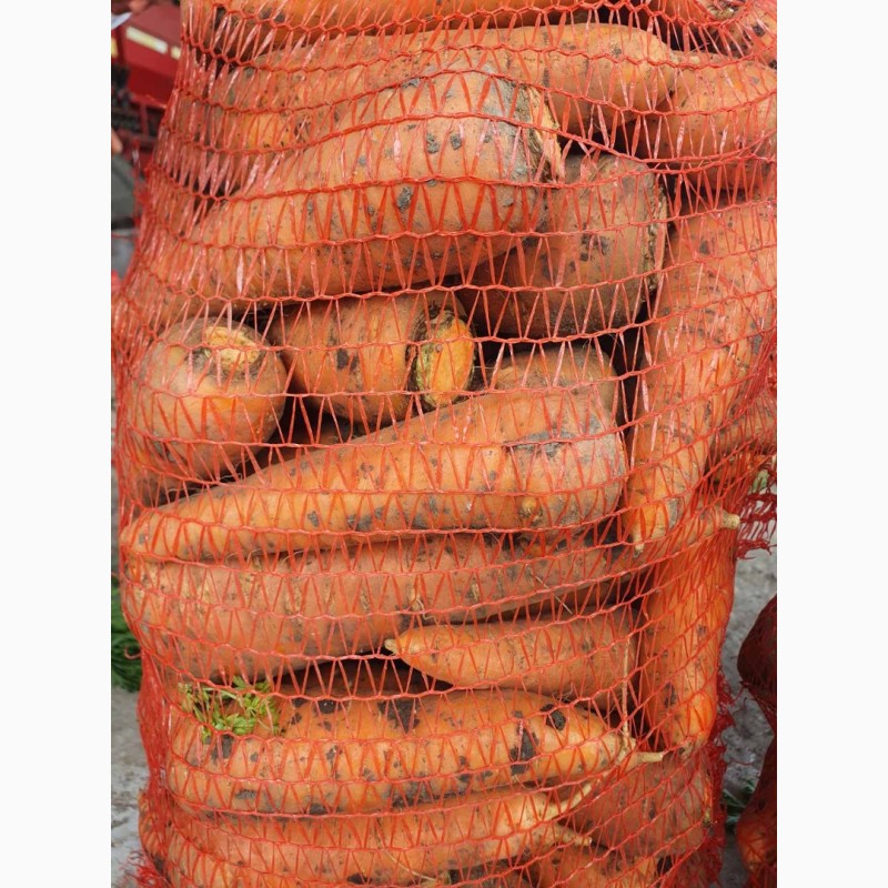 Фото 2. Продам моркву сорту Абако