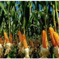Семена кукурузы гибрид Муасон ФАО- 330
