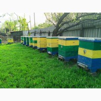 Продам пчел, бджіл, пчелосемьи, бджолородини, пасіку