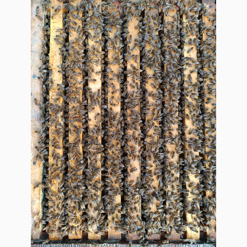 Фото 3. Продам пчел, бджіл, пчелосемьи, бджолородини, пасіку
