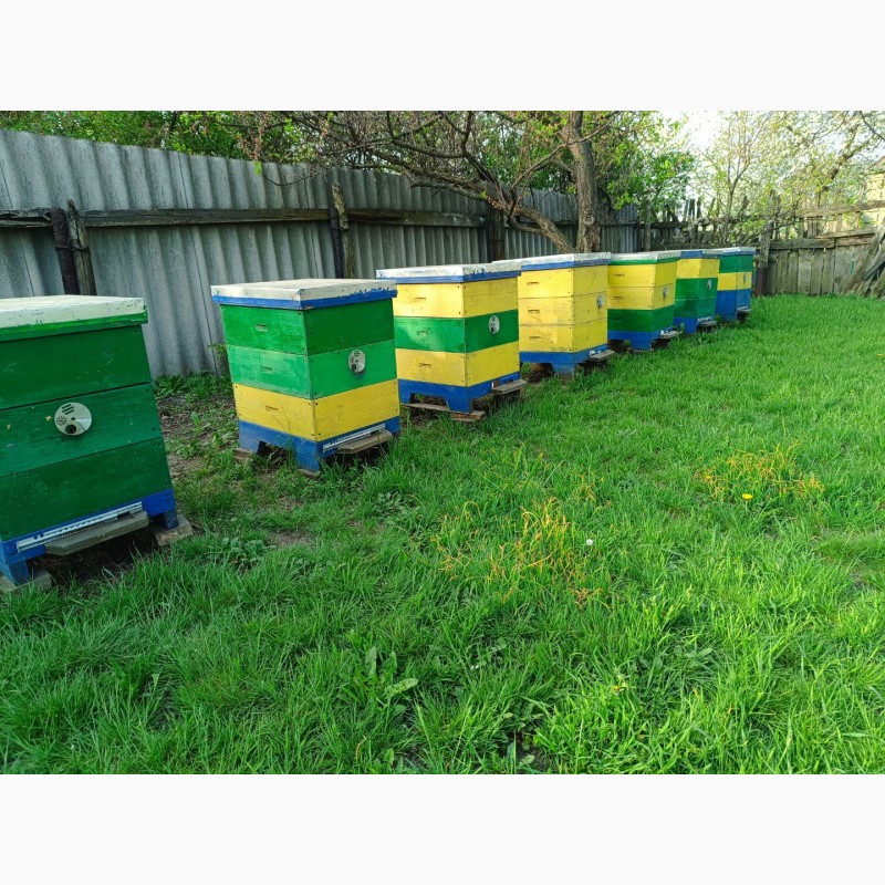 Фото 4. Продам пчел, бджіл, пчелосемьи, бджолородини, пасіку