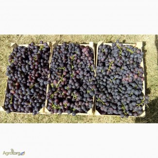 Продам свежий сладкий столовый виноград Кардинал оптом из Молдавии