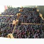 Продам свежий сладкий столовый виноград Кардинал оптом из Молдавии