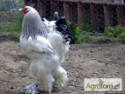 Фото 2. Продам цыплят суточных брама куропатчатая и светлая 60, цесарки 25гр.штука