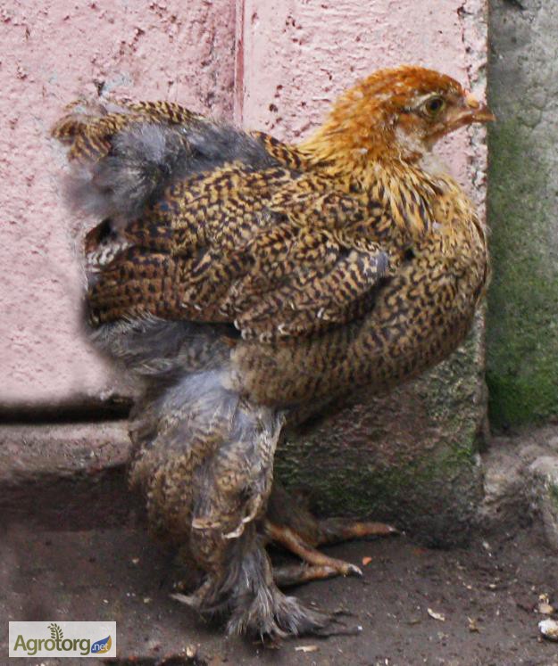 Фото 4. Продам цыплят суточных брама куропатчатая и светлая 60, цесарки 25гр.штука