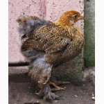 Продам цыплят суточных брама куропатчатая и светлая 60, цесарки 25гр.штука