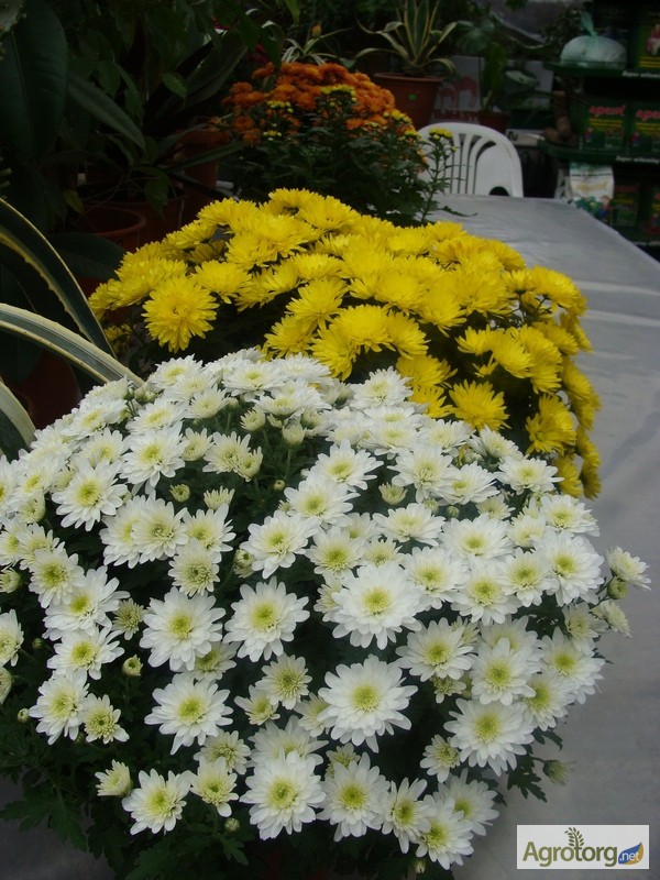 Фото 2. Продам шаровидные хризантемы мультифлора