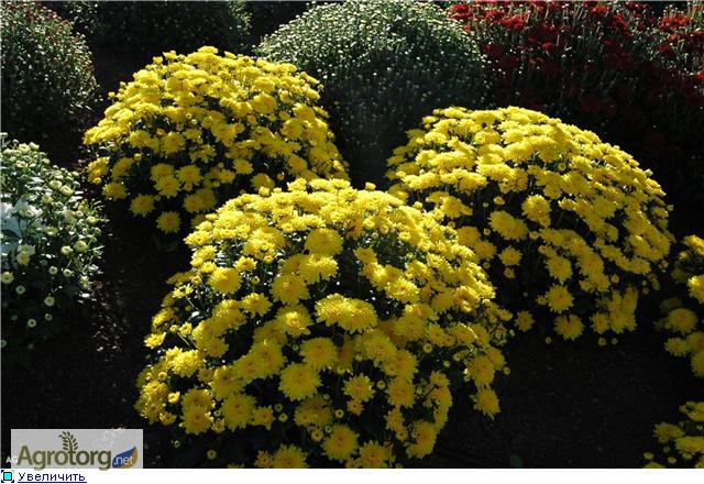 Фото 3. Продам шаровидные хризантемы мультифлора