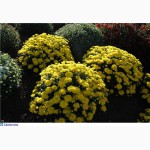 Продам шаровидные хризантемы мультифлора