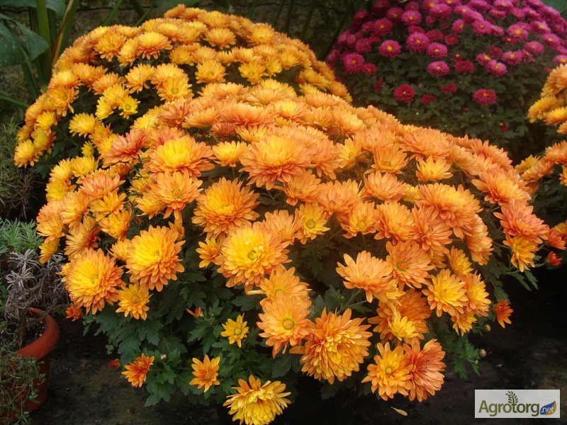 Фото 4. Продам шаровидные хризантемы мультифлора