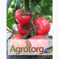 Продам помидоры от производителя, сорт Стелла Ред и Чезена, плоды массой по 80-90 грамм