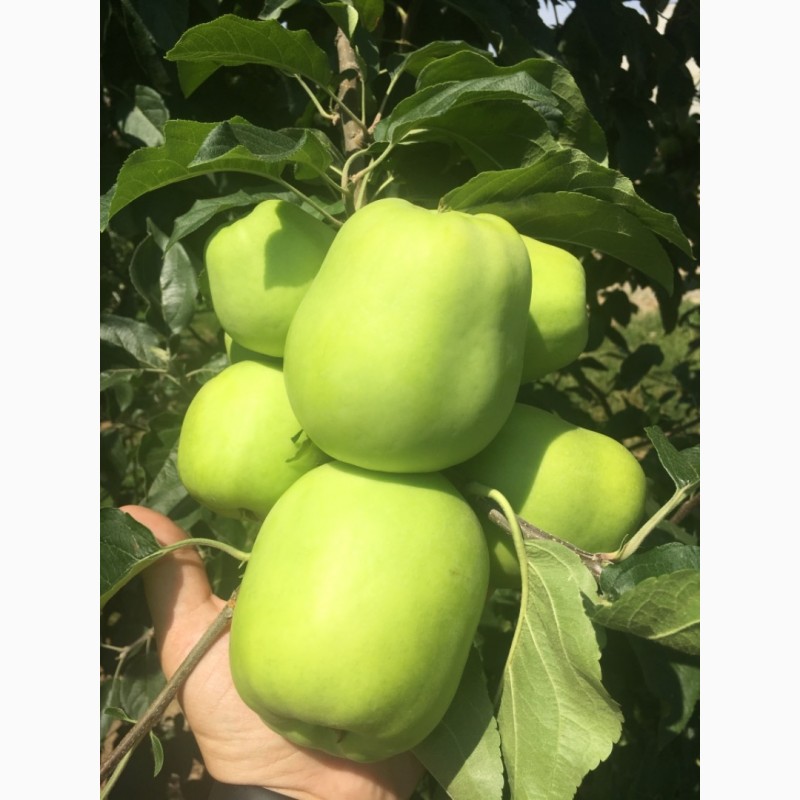 Фото 2. Продажа яблок: голден летний 2019 г
