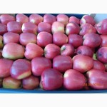 Яблоки из Польши производитель польская компания Mr Apple