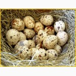Яйца инкубационные перепела Фараон (селекция Испания)