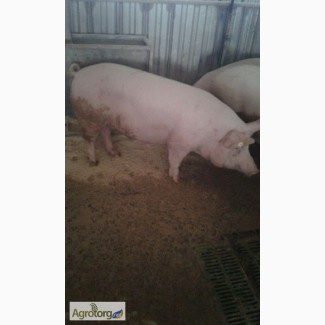 Закупка свиней живым весом