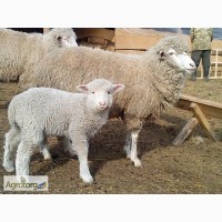 Продам овец, Харьковская обл
