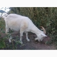 Продам погуляных коз