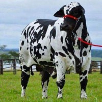 Фирма М-Агрогрупп закупает быки нетели коровы на молоко КРС на убой