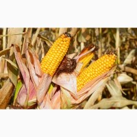 Продам високоврожайну кукурудзу Гран 220