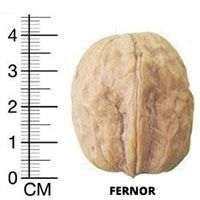 Фото 3. Чандлер, Фернор - промышленные сорта грецкого ореха