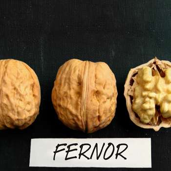 Фото 4. Чандлер, Фернор - промышленные сорта грецкого ореха