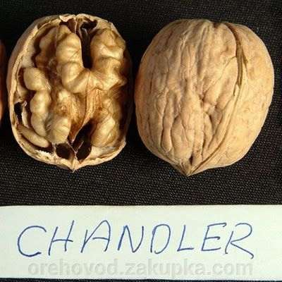 Фото 5. Чандлер, Фернор - промышленные сорта грецкого ореха