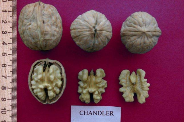 Фото 6. Чандлер, Фернор - промышленные сорта грецкого ореха
