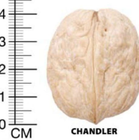Фото 7. Чандлер, Фернор - промышленные сорта грецкого ореха