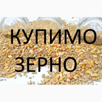 Дорого купим кукурудзу по Закарпатській області, яка не відповідає показникам ДСТУ