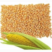 Закупка зерна кукурудзи у виробника, дорого